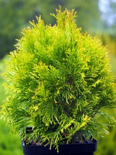 Thuja occidentalis 'Golden Dew'